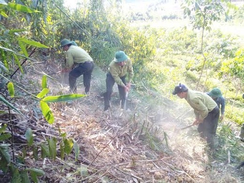 5 năm góp sức giữ màu xanh cho rừng