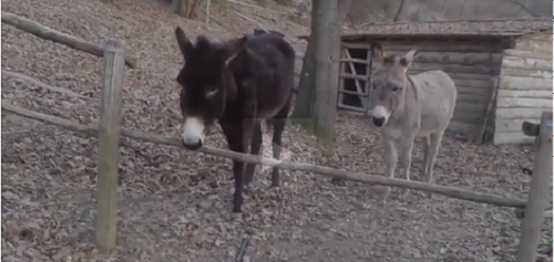 Dân mạng “sốt” với cách vượt rào thông minh của chú lừa