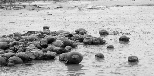 Sau lũ lịch sử, “đại dịch” ốc bươu vàng khiến nông dân khóc ròng