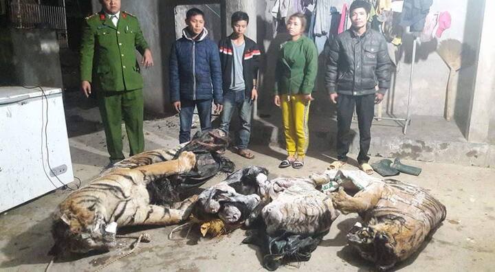 Nghệ An: Phát hiện 2 cá thể hổ đông lạnh giấu trong trang trại