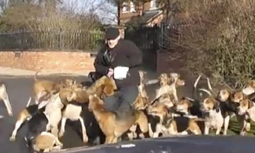Video: Xem đàn chó săn hung dữ truy đuổi, xé xác cáo