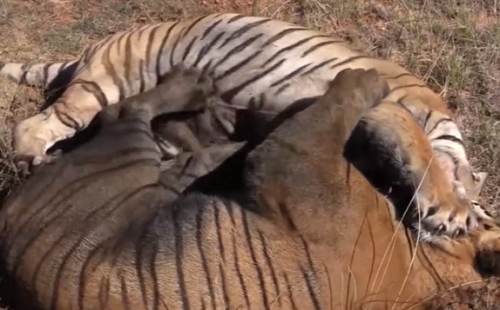 Video: Cận cảnh cuộc 