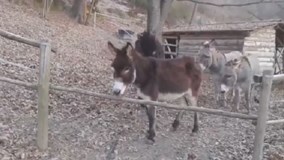 Lừa thông minh nghĩ cách ra khỏi chuồng không ai ngờ