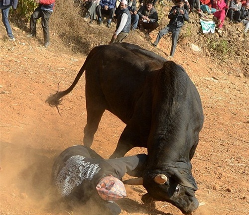 Cố tỏ ra nguy hiểm, người đàn ông sợ 'mất mật' vì bị trâu húc suýt chết