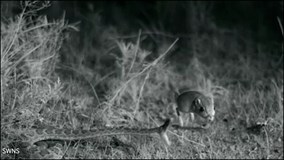 Lần đầu tiên quay được cảnh rắn đuôi chuông săn chuột túi