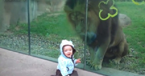Cậu bé hồn nhiên tươi cười khi chơi đùa cùng sư tử