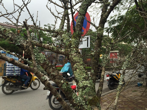 Đào rừng “xuống phố” giá vài chục triệu đồng/cành