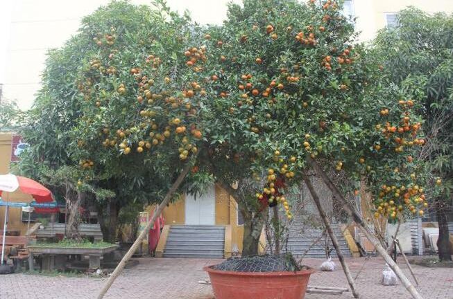 Nghệ An: Quýt cổ thụ hơn 100 tuổi được rao giá 500 triệu