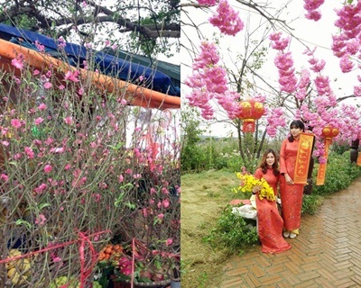 Xuân Đinh Dậu: Rực rỡ chợ hoa dịp tết Nguyên Đán