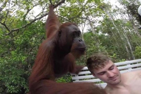 Đười ươi tát vào mặt thanh niên chụp ảnh 'tự sướng'