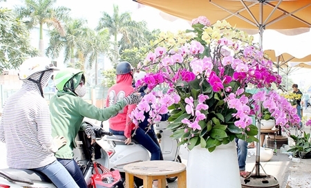 Hoa kiểng, trái cây chơi Tết “độc, lạ” ngập tràn ở TP. Hồ Chí Minh