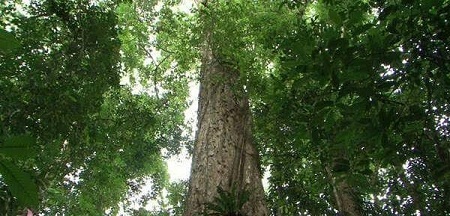 Nỗ lực bảo vệ và phát triển rừng nơi miền biên viễn 