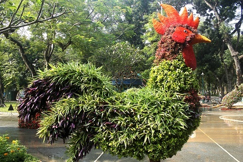 Hà Nội: Ngắm gà trống khổng lồ lông xanh, đuôi tím tại công viên Thống Nhất