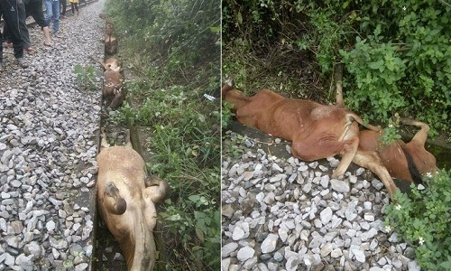 Tàu hỏa tông chết 14 con bò chạy rông trên đường ray