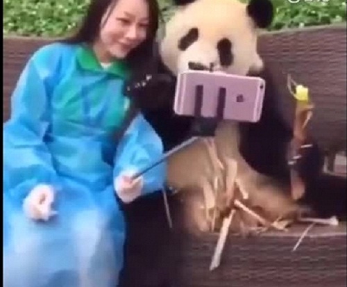 Phì cười clip gấu trúc làm duyên 