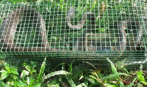 Người đàn ông bẫy được rắn ráo dài 2 mét