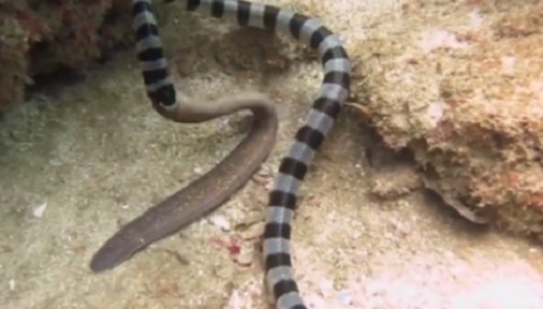 Hãi hùng cảnh rắn biển kịch độc nuốt trọn lươn