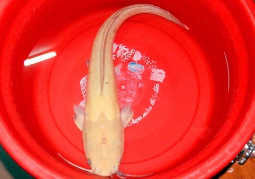 Ngư dân bắt được cá trê vàng nặng 2 kg