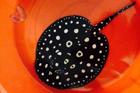 Bắt được cá đuối nước ngọt nặng gần 110 kg ở Đồng Tháp