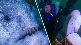 Cá “mặt quỷ” nhe hàm răng sát thủ dọa dẫm thợ lặn