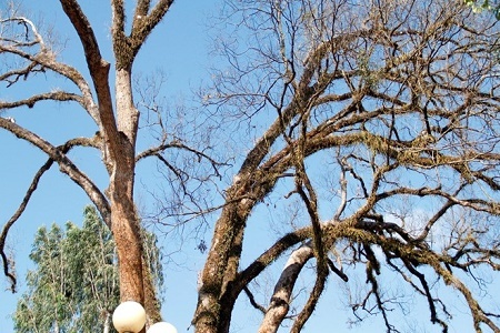 Cây di sản ở Biệt điện Bảo Đại đã chết 80% vì bị nấm tấn công