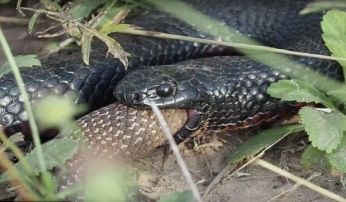Rắn nâu bị rắn đen bụng đỏ nuốt chửng sau trận kịch chiến