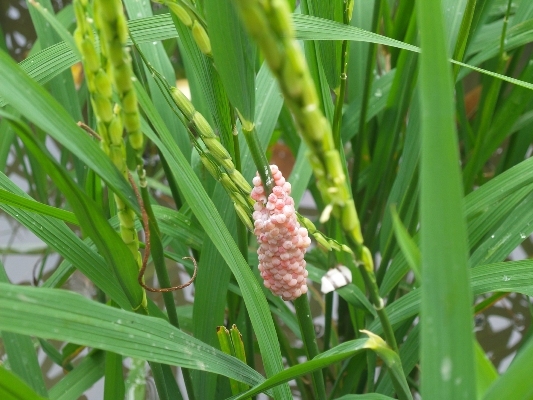 Mối lo tôm hùm đỏ nguy hại hơn ốc bươu vàng