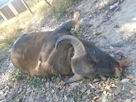 Bò tót quý hiếm nặng gần 1 tấn chết vì tự lao đầu vào ôtô