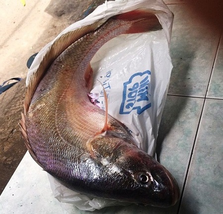 Một người dân ở TP HCM câu được cá sủ vàng quý hiếm