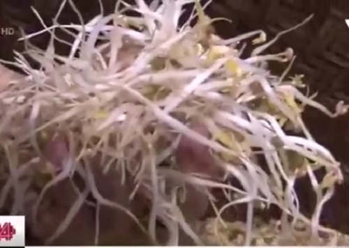 Kinh khủng với những cọng giá đỗ trắng nõn tẩm hóa chất