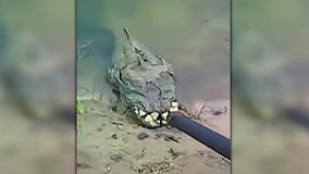 Phát hiện sinh vật lạ có hàm răng đáng sợ ở Ukraine