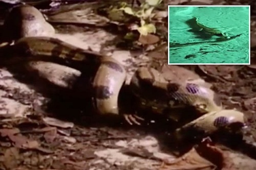 Rắn anaconda sát thủ siết chết cá sấu dưới đầm lầy