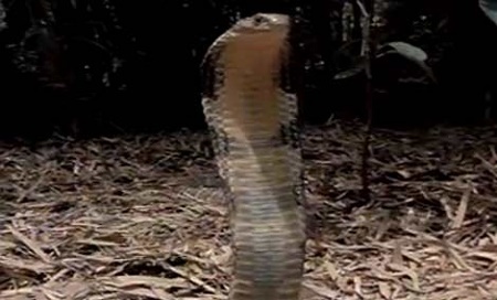 Bẫy được rắn hổ mang dài 3 mét trong vườn nhà ở Nghệ An