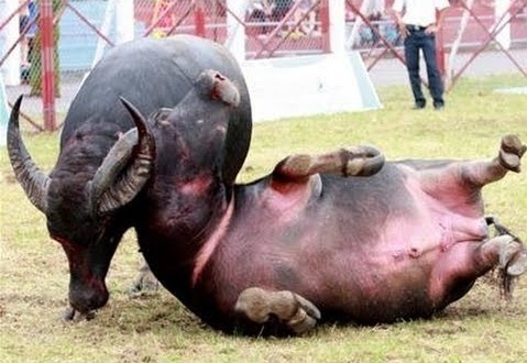 Xác minh vụ phó chủ tịch huyện làm trưởng ban chọi trâu 