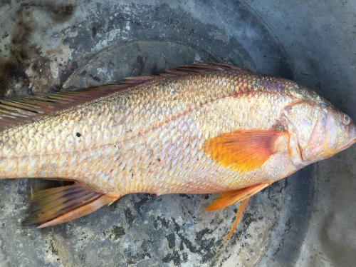 Bắt được 2 cá lạ nghi sủ vàng tiền tỷ ở Đồng Nai