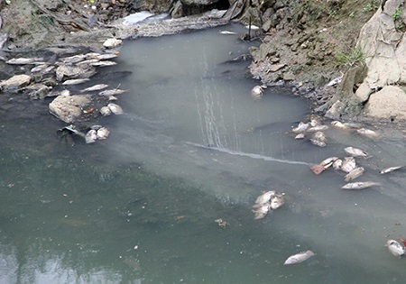 Xác minh cá chết hàng loạt trên kênh ở Đà Nẵng