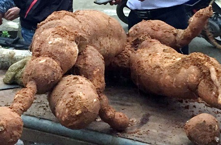 Đào củ sắn nặng 75 kg đưa đi triển lãm 8/3