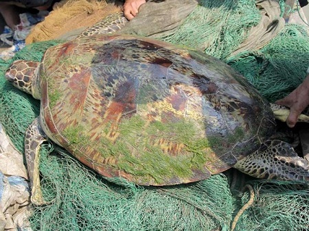 Ngư dân bắt được rùa 