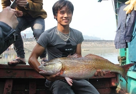 Cá lạ nghi sủ vàng 8kg ở Nghệ An, được trả giá 900 triệu chưa bán
