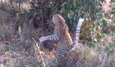 Cuộc chiến khốc liệt giữa mẹ con báo đốm và trăn 