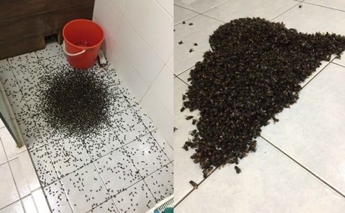 Chủ nhà 'khóc thét' khi mở vòi sen, hàng ngàn con ong lao ra như phim kinh dị
