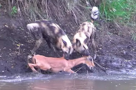 Đàn chó hoang lao tới xé xác linh dương chớp nhoáng
