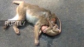 Rơi nước mắt khi thấy khỉ con đau buồn ôm xác mẹ qua đời vì xe cán