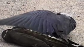 Choáng với cảnh quạ đen “đánh” gãy chân chim ưng để thoát thân