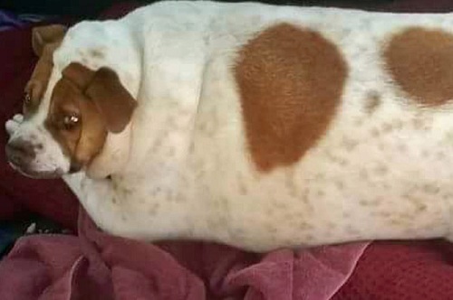 Cuộc giảm cân ngoạn mục của chú chó béo phì phải đi bằng xe đẩy