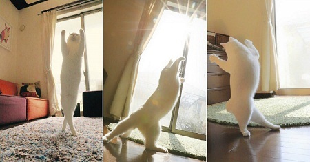 Đặt camera ở nhà, cô gái giật mình phát hiện hành động kinh ngạc của chú mèo