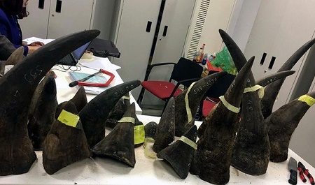 Phát hiện hơn 100 kg nghi sừng tê giác “vô chủ” từ châu Phi tuồn về Hà Nội