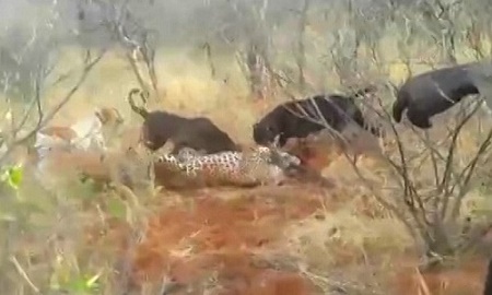 Đàn chó hung dữ tranh nhau cắn xé báo đốm