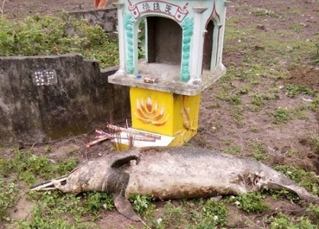 Phát hiện cá lạ nặng gần 1 tạ nằm chết bên ngôi mộ ven biển