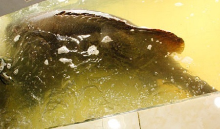 Bắt được cá mú nghệ 